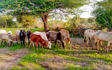Police recover stolen livestock after fierce gunfire exchange