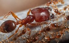 One ant for 28K: The new frontier of wildlife trafficking
