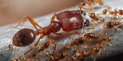 Close-up of ants surrounding a larger ant, likely a queen, on a surface. PHOTO/@mbalenhle998/X