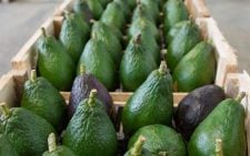AFA warns exporters on immature avocado handling