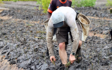 Canadian environmentalist targets 40,000 mangroves in 24-hour Kenya record bid