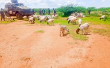 Police recover 100 goats stolen in Meru