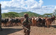 Police recover 115 stolen cattle in Laikipia