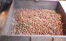 AFA intensifies crackdown on unlicensed macadamia nut dealers across counties