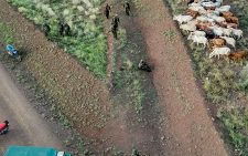 Police recover 77 stolen cows in Meru operation
