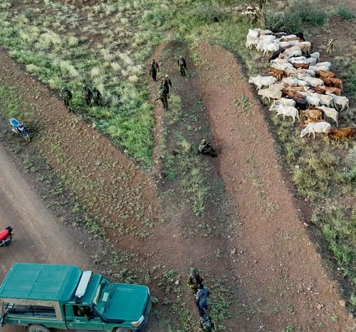 A large herd of stolen cows recovered by police. PHOTO/@NPSOfficial_KE/X
