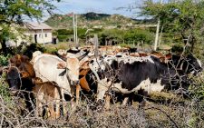 Police recover 101 stolen cows in Laikipia