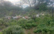 Police recover stolen cattle in Kitui