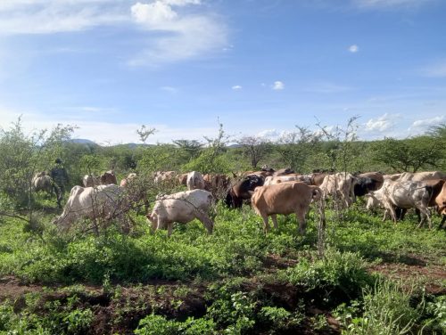 A section of the 72 recovered head of cattle in the Kubicera grazing area in Kangeta on April 25, 2026. PHOTO/@NPSOfficial_KE/X