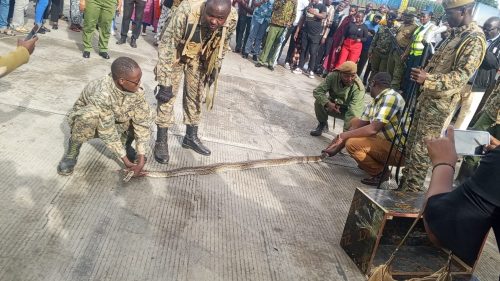 A 13-foot python intercepted at the Namanga One Stop Border Post on April 22, 2026. PHOTO/@PoliceKE/X