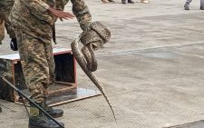 Shock as police recover python hidden in box in Nairobi-bound bus