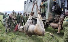 KWS targets relocation of 200 animals amid disappearing wildlife corridors