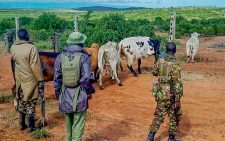 7 more cattle recovered as police overpower bandits in Laikipia