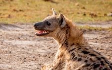 KWS launches urgent tracking operation after hyena is spotted in