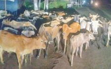 Police recover 49 heads of stolen cattle and 7 goats in Meru