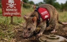 Govt unveils statue to honour famous landmine-sniffing rat