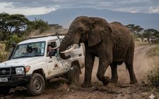 3 killed in Uganda after vehicle collides with elephant