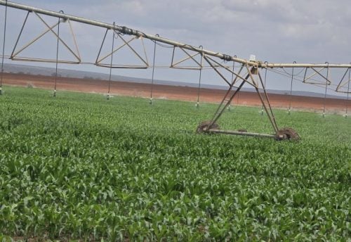 Maize planted in the Galana Kulalu Irrigation Project. PHOTO/@koske_felix/X