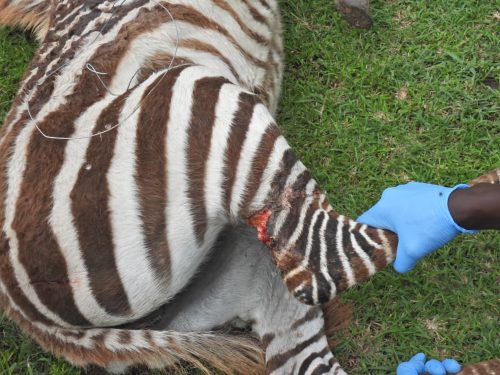 A young female zebra foal rescued by the KWS on May 18, 2026. PHOTO/@KWSKenya/x