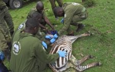 KWS rescues zebra trapped in Mara North Conservancy amid rising