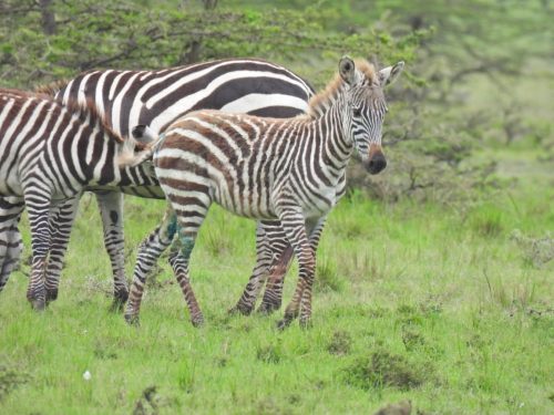 A young female zebra foal rescued by the KWS on May 18, 2026. PHOTO/@KWSKenya/X