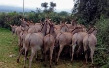 Police nab man linked to theft of 29 donkeys in
