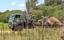 KWS forced to translocate more than 10 bull elephants from