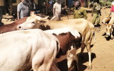Police recover 24 stolen livestock in swift multi-agency operation