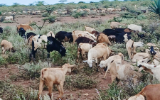 Police repel bandits and recover 100 head of livestock in