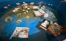 Argentina seizes 700 trafficked marine animals shipped from Kenya