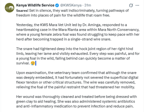Kenya Wildlife Service (KWS) statement on Tuesday, May 17, 2026. PHOTO/Screengrab by People Daily Digital/@KWSKenya/X