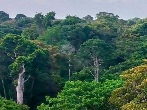 A section of Imenti Forest. PHOTO/https://www.facebook.com/Karen Environmental Conservation
