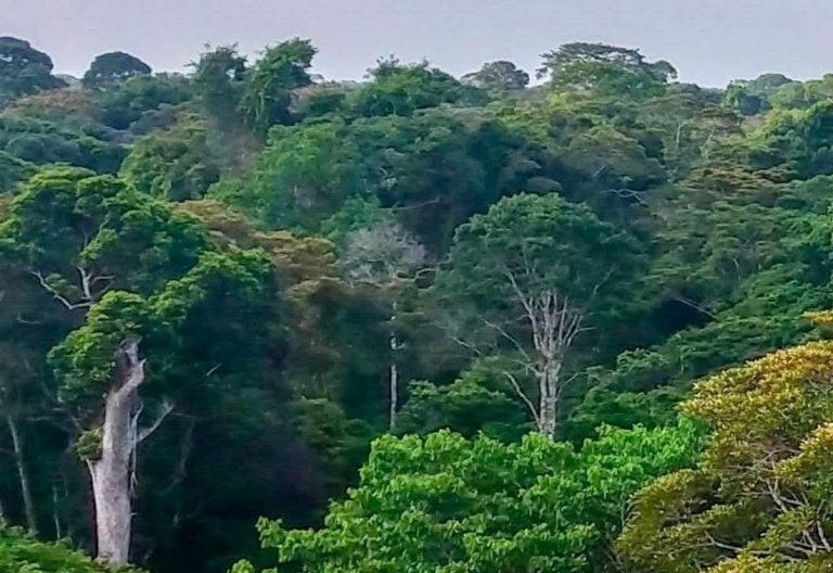 KFS announces public participation on proposed airstrip in Imenti forest despite court order