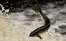 Over 20,000 fish killed after river pollution incident in Ireland