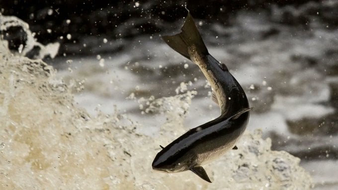 Over 20,000 fish killed after river pollution incident in Ireland