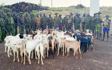Police recover 251 stolen livestock after fierce gun battle in