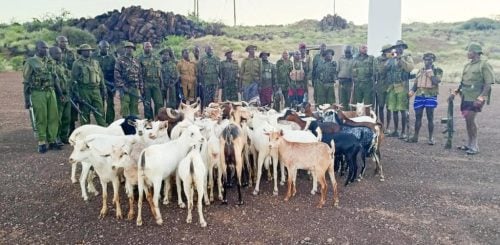 Police officers pose with the recovered stolen livestock in Marsabit. PHOTO/@NPSOfficial_KE/X