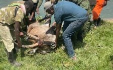 KWS frees waterbuck from deadly snare in Rift Valley