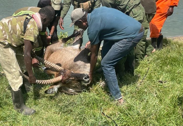 KWS frees waterbuck from deadly snare in Rift Valley