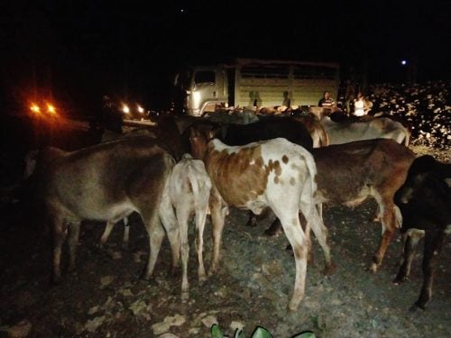Part of the 35 heads of cattle recovered during the Meru operation. PHOTO/@NPSOfficial_KE/X