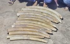 Police nab 3, recover elephant tusks in Marsabit raid
