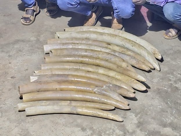 Police nab 3, recover elephant tusks in Marsabit r