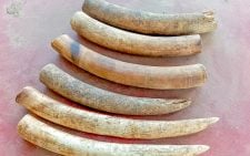 3 nabbed with elephant tusks in major anti-poaching crackdown