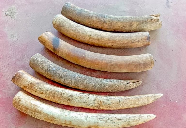 3 nabbed with elephant tusks in major anti-poaching crackdown