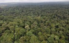World Environment Day: Mau Forest restoration gains momentum as communities reclaim degraded ecosystem