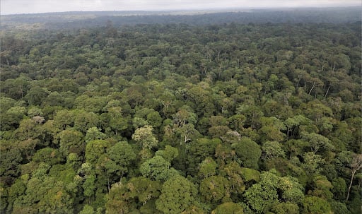 World Environment Day: Mau Forest restoration gains momentum as communities reclaim degraded ecosystem