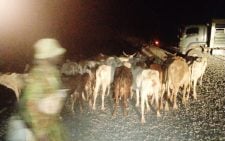 Police overpower armed bandits, recover 35 heads of stolen livestock in Meru