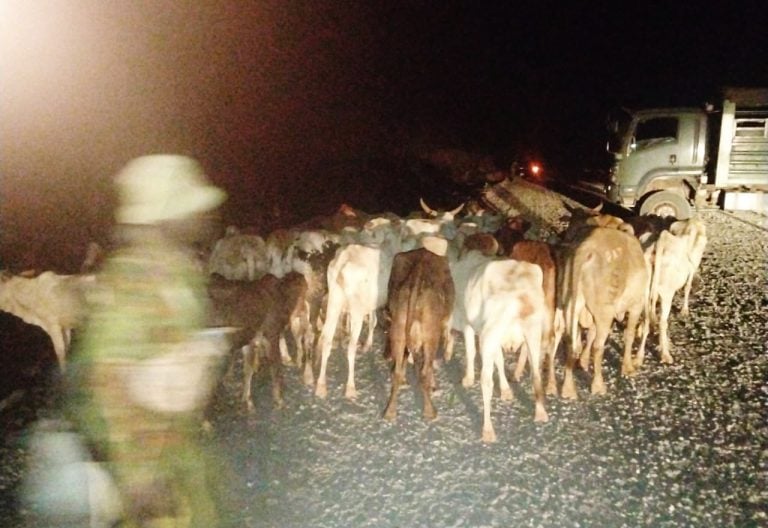 Police overpower armed bandits, recover 35 heads of stolen livestock in Meru