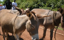 Siaya county proposes new law to protect donkeys from illegal slaughter