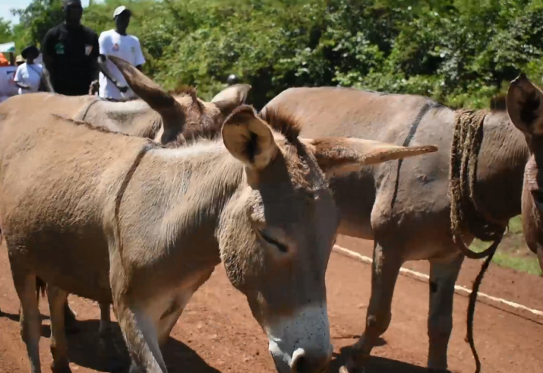 Siaya county proposes new law to protect donkeys from illegal slaughter